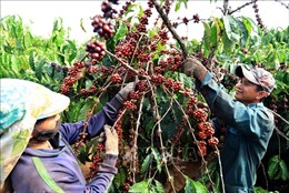 Cơ hội mới với nông dân trồng cà phê và hồ tiêu ở Đắk Lắk