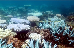 Hợp tác quốc tế bảo tồn Tam giác san hô