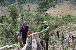 Truy quét các điểm nóng về phá rừng