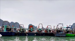 Quảng Ninh vẫn còn nhiều tàu cá bị mất kết nối giám sát
