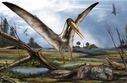 Phát hiện hóa thạch giúp tìm hiểu về lịch sử tiến hóa của loài thằn lằn bay
