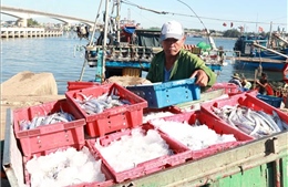 Nâng cao giá trị xuất khẩu surimi và bột cá