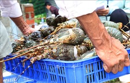 Thông tin mới nhất về xử lý vướng mắc xuất khẩu tôm hùm bông sang Trung Quốc