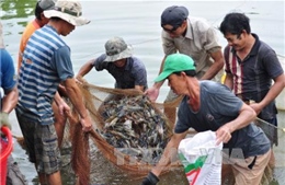 Giá tôm tăng, người nuôi có lãi