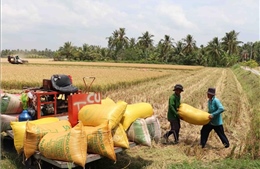Tránh được hạn mặn, nhiều nông dân trúng mùa lúa Đông Xuân