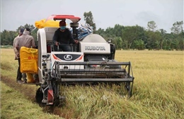 Giá lúa tăng cao, nông dân đạt lợi nhuận 35 triệu đồng/ha
