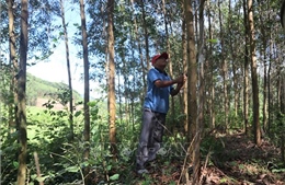 Huyện miền núi Trà Bồng phát triển rừng bền vững