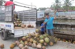 Giá dừa khô ở Trà Vinh tăng lên 55.000 đồng/chục