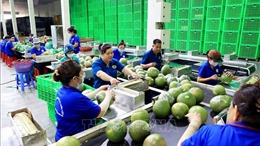 Trái cây Việt thích ứng những tiêu chuẩn thị trường xuất khẩu