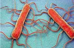 Mỹ cảnh báo nguy cơ bùng phát bệnh do vi khuẩn listeria