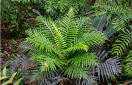 Trung Quốc phát hiện khoáng vật đất hiếm hình thành tự nhiên trong thực vật