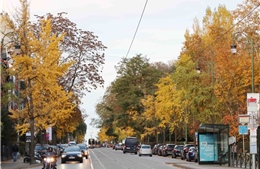 Ginkgo biloba: Vũ điệu vàng của mùa thu châu Âu