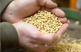 Đậu tương Mỹ sang Trung Quốc tiếp tục trì trệ bất chấp cam kết của Bắc Kinh