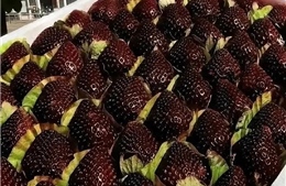 Cơn sốt dâu tây Ngọc trai đen tại Trung Quốc