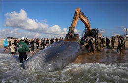 Cá nhà táng chết dạt vào bờ biển Israel