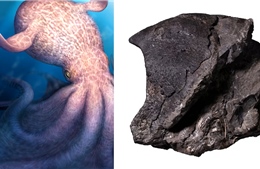 Phát hiện hóa thạch bạch tuộc khổng lồ thống trị đại dương thời khủng long