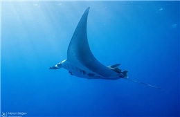 Cá đuối manta khổng lồ hiếm gặp xuất hiện tại Israel