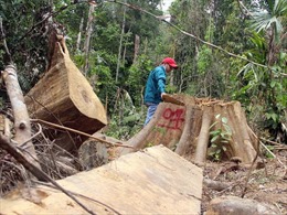 Gần 13.000 vụ vi phạm pháp luật về rừng bị phát hiện trong năm 2018