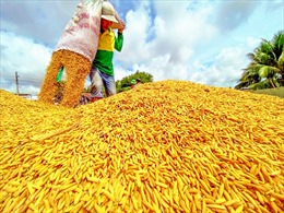 Thị trường nông sản tuần qua: Giá lúa tiếp tục ổn định