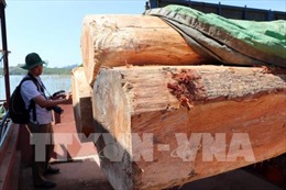 Cơ quan Kiểm lâm không quản lý việc nhập khẩu gỗ tại khu vực biên giới 