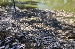 Cá chết hàng loạt do nắng nóng kéo dài