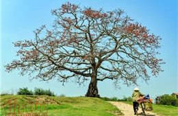 Công nhận thêm 6 cây cổ thụ vào danh sách Cây Di sản Việt Nam