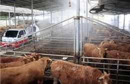 Hàn Quốc họp khẩn để ngăn lây lan bệnh lở mồm long móng ở bò sữa