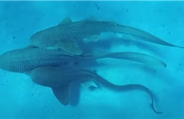 Lần đầu tiên ghi nhận cảnh tượng chưa từng có về cá mập báo hoa mai trong tự nhiên