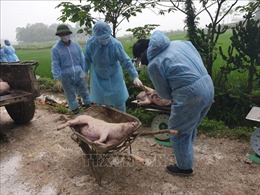 Hưng Yên hỗ trợ người chăn nuôi có lợn bị tiêu hủy do dịch tả châu Phi