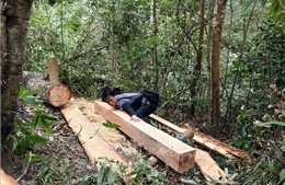 Kiểm tra, xử lý nghiêm vụ rừng già Nà Pen bị phá mà TTXVN phản ánh