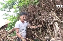 Hàng trăm cây nhãn bị phá hoại khi gần đến ngày thu hoạch