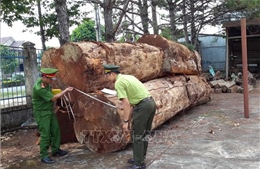 Khởi tố 3 đối tượng khai thác gỗ trái phép trong rừng phòng hộ