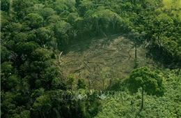 Diện tích rừng bị chặt phá tại Brazil lớn nhất thế giới