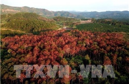 Phát hiện kịp thời, cứu được hàng trăm cây thông bị hạ độc tại Lâm Đồng