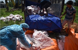 Gần 43 tấn thịt lợn nhiễm dịch tả châu Phi bị tiêu hủy