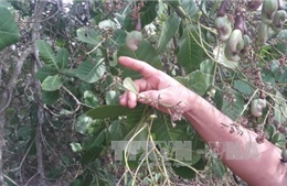  Điều tra, làm rõ vụ phá hoại 1.000 cây điều của nông dân tại Bình Phước