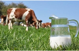 Khám phá 5 đặc quyền chỉ dành cho tín đồ của sữa Organic chuẩn Hà Lan