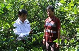 Agribank Đông Long An đồng hành giúp nông dân phát triển chanh không hạt