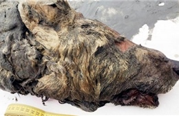 Khám phá kinh ngạc: Phát hiện đầu một con sói từ kỷ băng hà