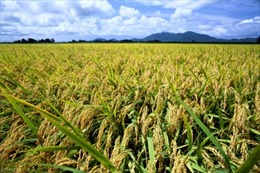 Gạo Niigata được giới thiệu và chào bán tại cửa hàng bách hóa Jiuguang ở Thượng Hải