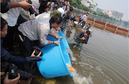 Thả cá Koi Nhật Bản xuống sông Tô Lịch và Hồ Tây để minh chứng chất lượng nước