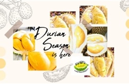Kungfu Durian sẽ đáp ứng mọi nhu cầu của khách hàng Singapore trong mùa sầu riêng năm nay