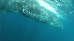 Australia nỗ lực giải cứu cá voi lưng gù bị dây lưới trói chặt