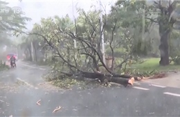 Video bão Kajiki quét qua đảo Hải Nam, Trung Quốc gây mất điện, cây đổ hàng loạt