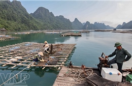 Đề xuất giải pháp phòng, chống dịch bệnh động vật thủy sản tại Quảng Ninh