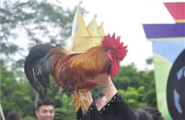 Thi ‘Vua gà’,’Hoa hậu gà’ - sản phẩm du lịch thú vị, độc đáo tại Quảng Ninh