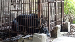 Cứu hộ gấu ngựa nuôi nhốt cuối cùng của tỉnh Hải Dương