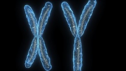 Nghiên cứu cảnh báo nhiễm sắc thể Y của đàn ông có thể bị ‘xóa sổ’
