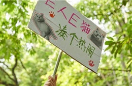 Cơn sốt mai mối cho mèo ở Trung Quốc