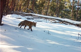 40 năm sau thảm họa hạt nhân, Chernobyl trở thành vùng đất an toàn cho động vật